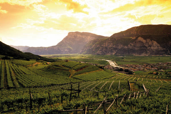 Lust auf Italien: Getränke - Wein: Trentino