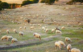Schafe auf Sardinien