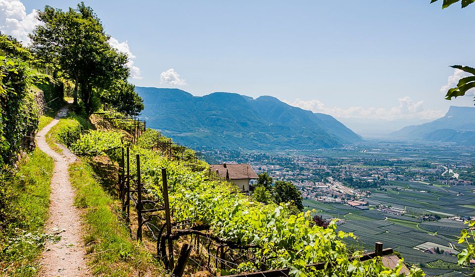 Herrliche Wanderwege rund um Dorf Tirol führen durch Weinberge, Wälder und Almen bis in die Texelgruppe.