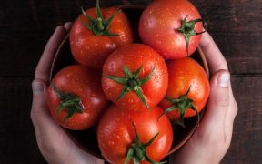 Beitragsbild Das Tomaten Museum in Parma Emilia Romagna