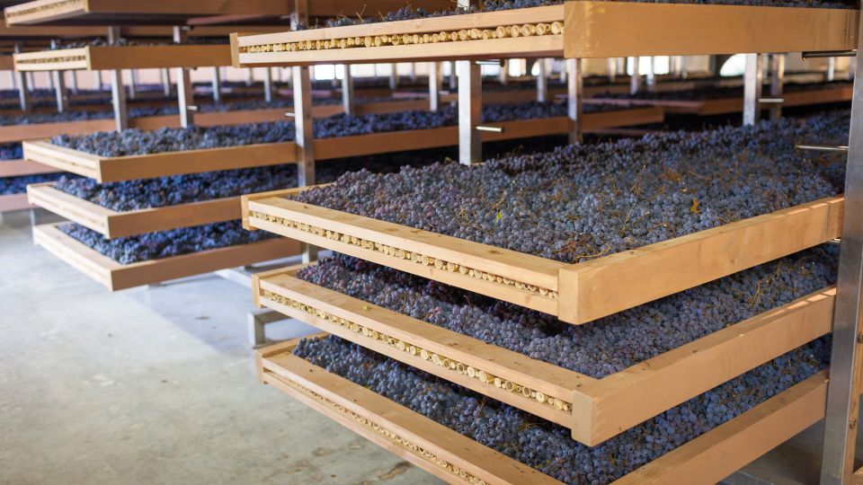 Beim Amarone sorgt das Appassimento, das langsame Trocknen der Trauben, für seine Dichte, Wärme und komplexe Aromatik.