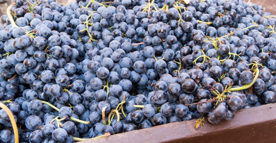 Die Trauben des Lambrusco, von Sorbara bis Grasparossa, schenken dem Wein Frische, Farbe und das unverwechselbare Prickeln.