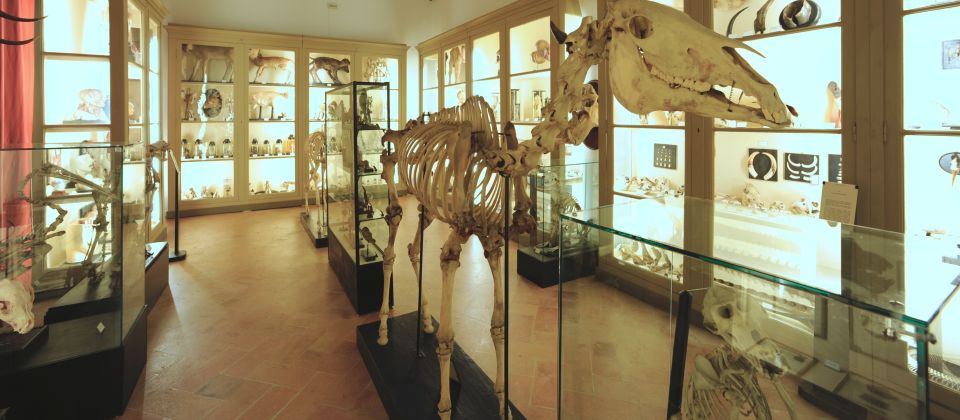 Das städtische Museumssystem von Reggio Emilia vereint Kunst, Geschichte und Naturkunde in einer Vielfalt an Sammlungen.