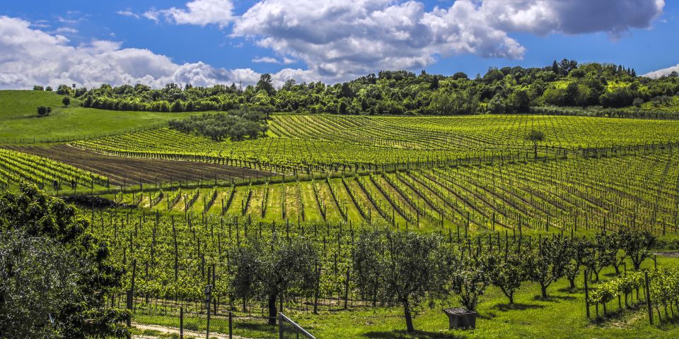 In Coriano vereinen sich Landschaft, Sonne und Handwerk – beste Bedingungen für authentische romagnolische Weine.