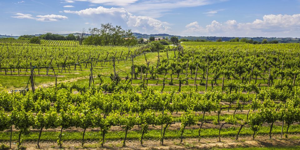 Weinanbau in Faenza: Fruchtbare Böden und Tradition formen Sangiovese und Albana zu charaktervollen Weinen der Romagna.