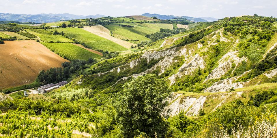 Weinanbau in Brisighella: Steile Hügel, Olivenhaine und Reben – Sangiovese und Albana spiegeln die Romagna authentisch wider.