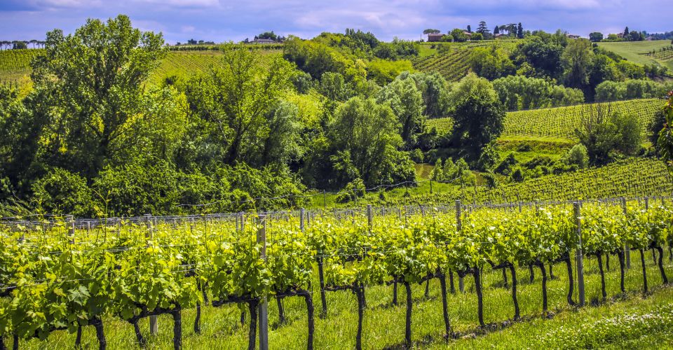 Weinanbau in Imola: Fruchtbare Ebenen und sanfte Hügel bringen Sangiovese und Trebbiano mit Typizität und Eleganz hervor.