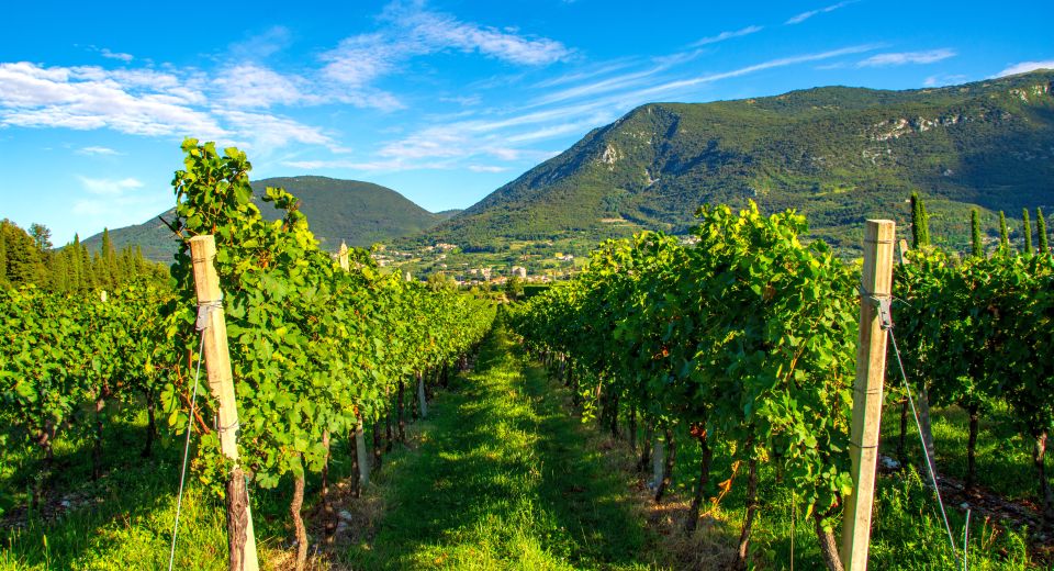 Bardolino ist berühmt für seinen fruchtigen Rotwein vom Gardasee, geprägt von mildem Klima und sanften Moränenhügeln.