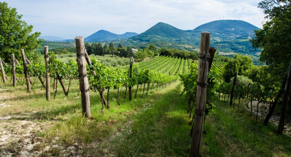 Die Colli Euganei sind berühmt für ihren Weinanbau – sanfte Hügel, vulkanische Böden und edle DOC-Weine prägen die Region.