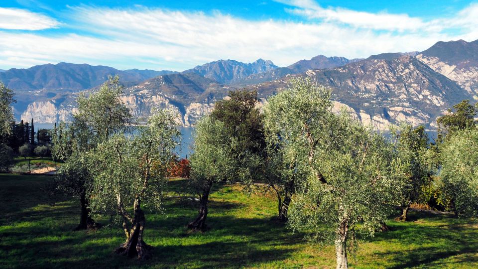 Der Olivenbaum am Gardaseegebiet ist mit den antiken Römern in diese Region gekommen.