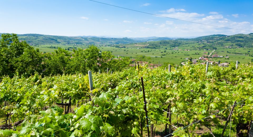 Soave ist ein berühmtes Weinanbaugebiet östlich von Verona, bekannt für elegante Weißweine aus der Garganega-Traube.