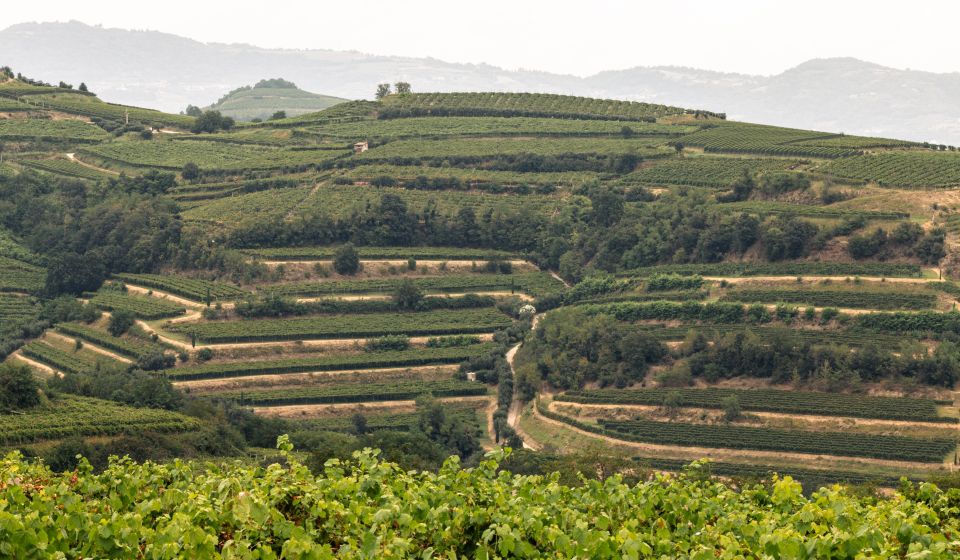 Das Weinanbaugebiet Soave bei Verona besticht durch vulkanische Böden und elegante Weißweine aus der Garganega-Rebe.