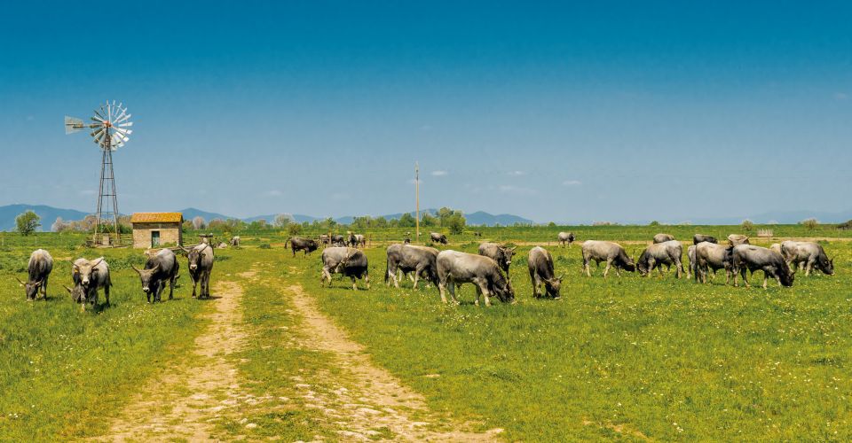 Wie im wilden Westen: Rinderherde im Parco Naturale della Maremma
