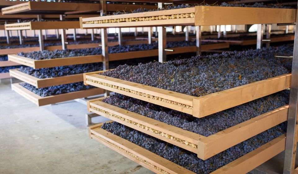 Beim Amarone sorgt das Appassimento, das langsame Trocknen der Trauben, für seine Dichte, Wärme und komplexe Aromatik.