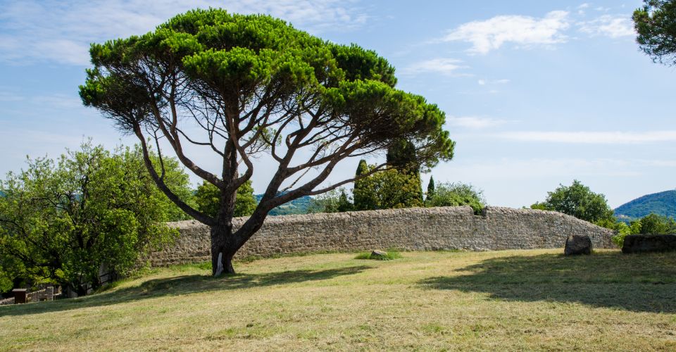 Ein Pinienbaum wächst auf der Gipfelhöhe des Hügels, auf dem die historische Villa Beatrice d’Este in den Euganeischen Hügeln steht.