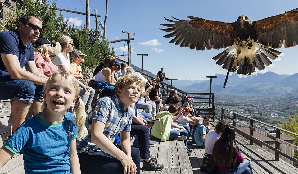 Bei der Greifvogel-Flugshow in Dorf Tirol erleben Besucher Adler, Falken und Eulen aus nächster Nähe.