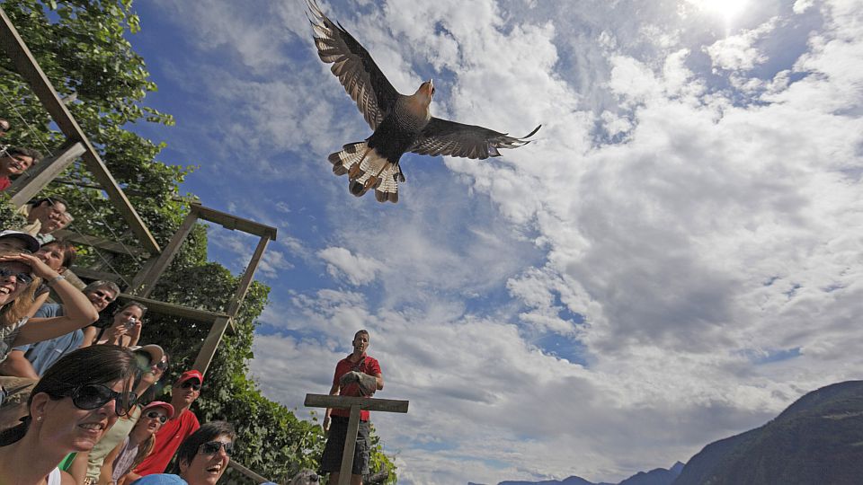 Majestätische Greifvögel ziehen bei den Flugvorführungen über dem Burghügel von Dorf Tirol ihre Kreise.