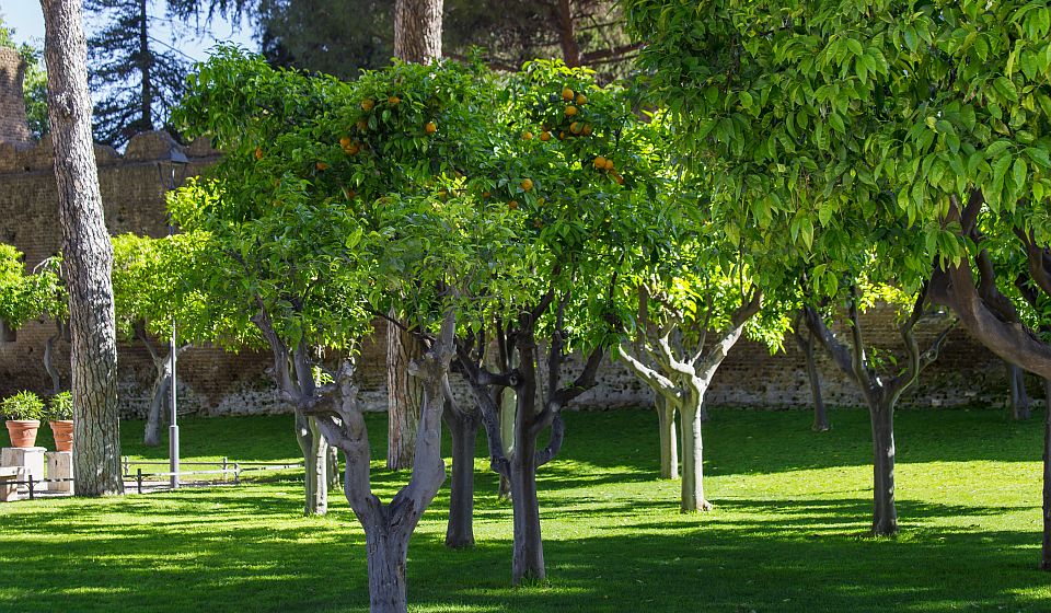 Der Giardino degli Aranci lädt mit alten Mauern, Steinbänken und mediterranem Grün zu einer Pause über den Dächern Roms ein.