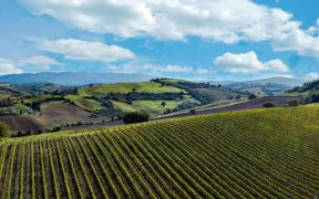 Vignaioli del Morellino di Scansano - Spitzenweine aus der Toskana