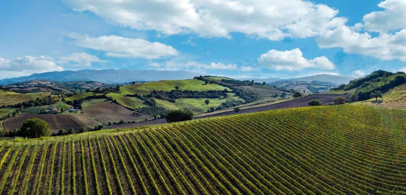 Vignaioli del Morellino di Scansano - Spitzenweine aus der Toskana